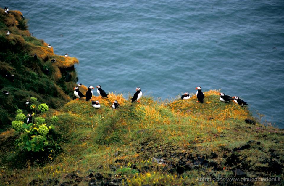 ISLANDA Meraviglie della natura 190R97-623 Pin.jpg